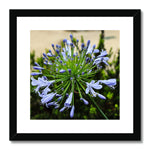 African Lily Framed & Mounted Print