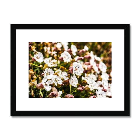 Sea Campion Framed & Mounted Print