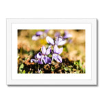 Wild Violets Framed & Mounted Print