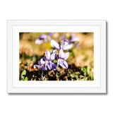 Wild Violets Framed & Mounted Print