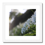 Tilia Cordata Framed & Mounted Print