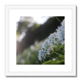 Tilia Cordata Framed & Mounted Print