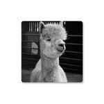 Alpaca Coaster