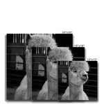 Alpaca Canvas