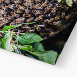 The Hive Canvas