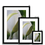 Lysichiton Framed & Mounted Print