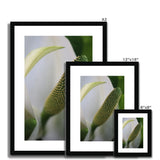 Lysichiton Framed & Mounted Print