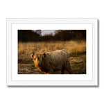 Highland Cow Framed & Mounted Print
