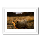 Highland Cow Framed & Mounted Print