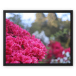 Clyne Gardens Framed Canvas