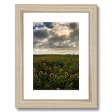 Rhossili Sunflowers Framed & Mounted Print