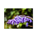 Bluebells Fine Art Print