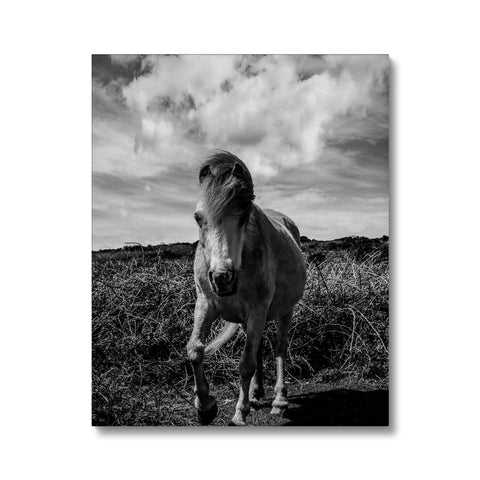 Whitesands Pony Canvas