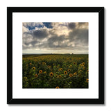 Rhossili Sunflowers Framed & Mounted Print