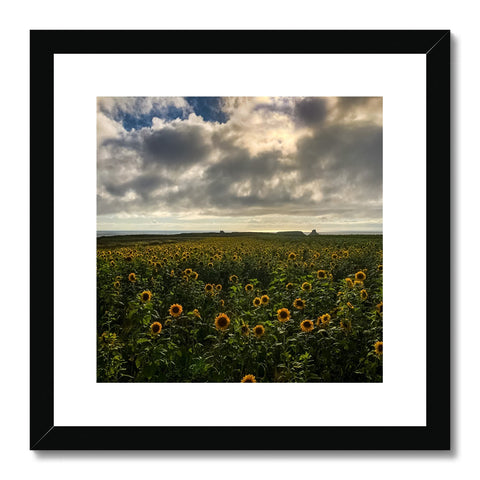 Rhossili Sunflowers Framed & Mounted Print
