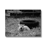 Little Lamb Canvas