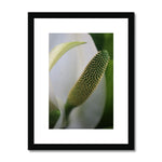 Lysichiton Framed & Mounted Print