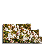 Sea Campion Fine Art Print