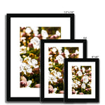 Sea Campion Framed & Mounted Print