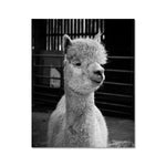 Alpaca Fine Art Print
