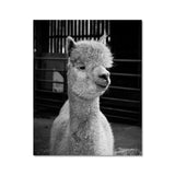 Alpaca Fine Art Print