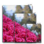 Clyne Gardens Canvas