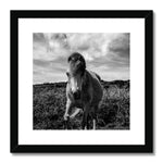 Whitesands Pony Framed & Mounted Print