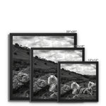 Llyn y Fan Sheep Framed Canvas