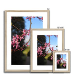 Pink Cercis Framed & Mounted Print