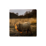 Highland Cow Coaster