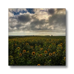 Rhossili Sunflowers Canvas