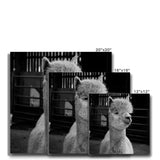 Alpaca Canvas