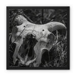 Horns Framed Canvas