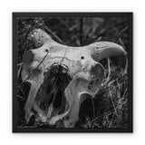 Horns Framed Canvas