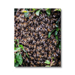 The Hive Canvas