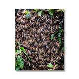 The Hive Canvas