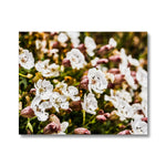 Sea Campion Canvas
