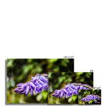 Bluebells Fine Art Print