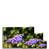 Bluebells Fine Art Print