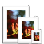Fiore Italiano Framed & Mounted Print