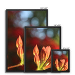 Fiore Italiano Framed Canvas