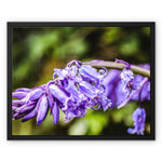 Bluebells Framed Canvas
