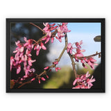 Pink Cercis Framed Canvas