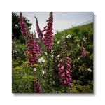 Foxgloves Canvas