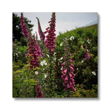 Foxgloves Canvas