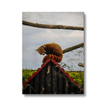 Red Panda Canvas