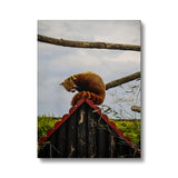 Red Panda Canvas