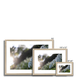 Tilia Cordata Framed & Mounted Print