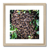 The Hive Framed & Mounted Print