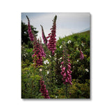 Foxgloves Canvas